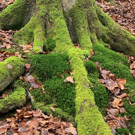 Apartment Taunusurlaub *