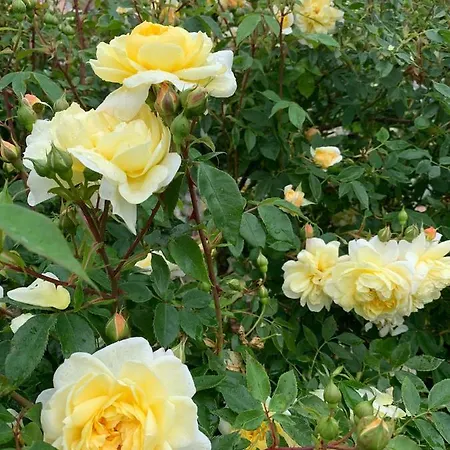 Taunusurlaub * Hausen Uber Aar