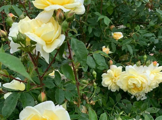 Taunusurlaub * Hausen Uber Aar